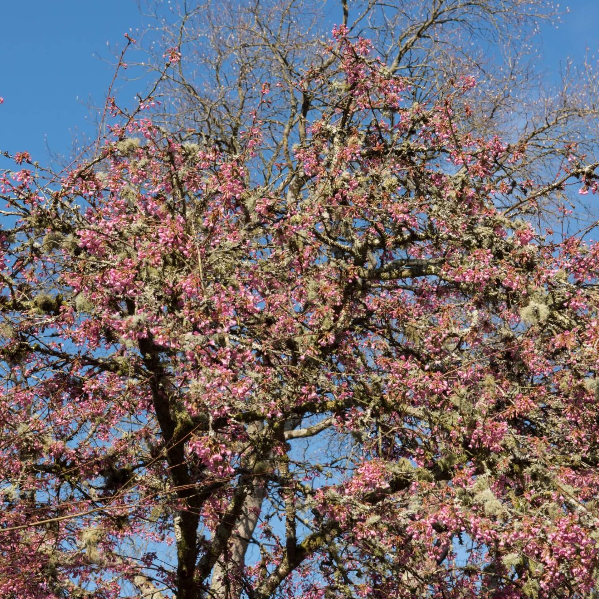 Zierkirsche 'Kursar' (Prunus 'Kursar')