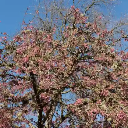 Foto von Zierkirsche 'Kursar' (Prunus 'Kursar')