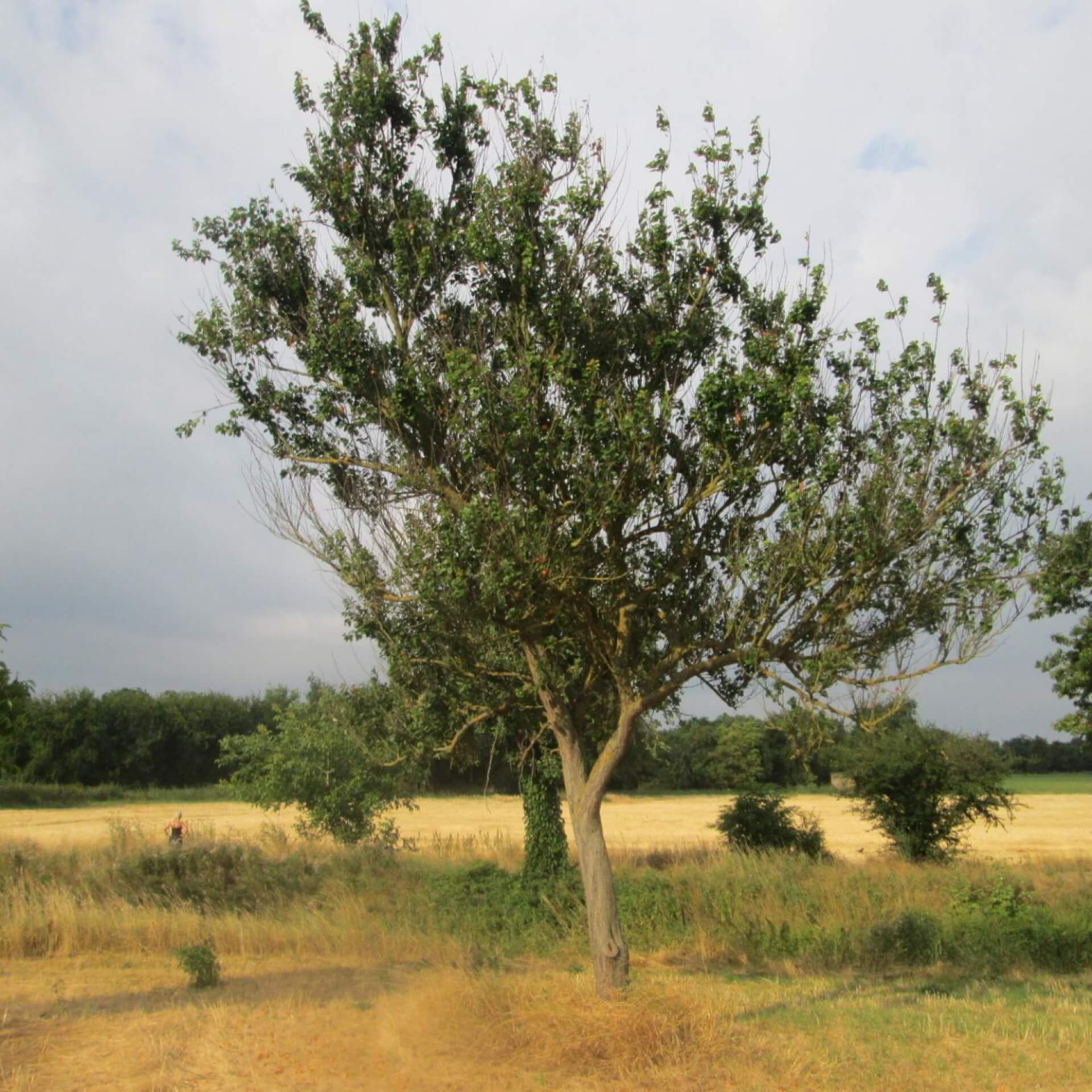 Aprikose (Prunus armeniaca)