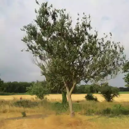 Foto von Aprikose (Prunus armeniaca)