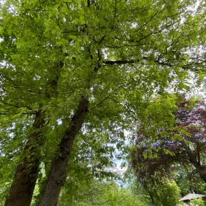 Styphnolobium japonicum 'Regent'  Japanischer Schnurbaum 'Regent';  Honigbaum; Perlschnurbaum; Japanischer Perlschnurbaum; Japanischer  Pagodenbaum; Rosenkranzbaum; Sauerschotenbaum