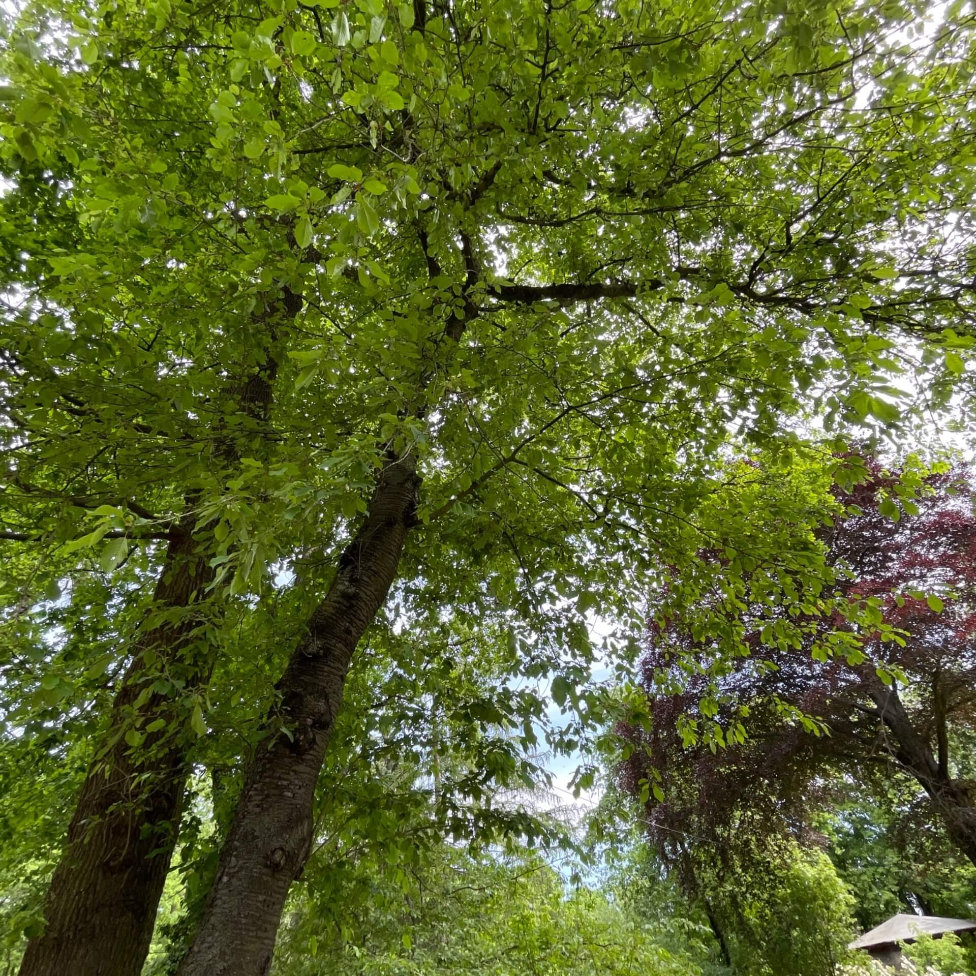 Vogelkirsche (Prunus avium)