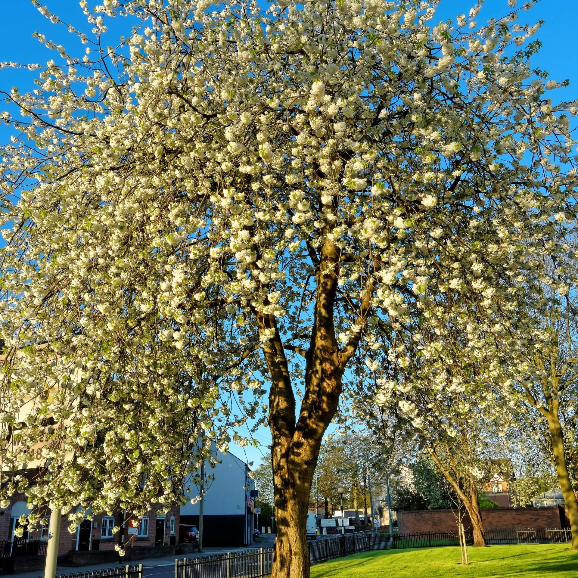 Zierkirsche 'Plena' (Prunus avium 'Plena')