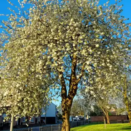 Foto von Zierkirsche 'Plena' (Prunus avium 'Plena')