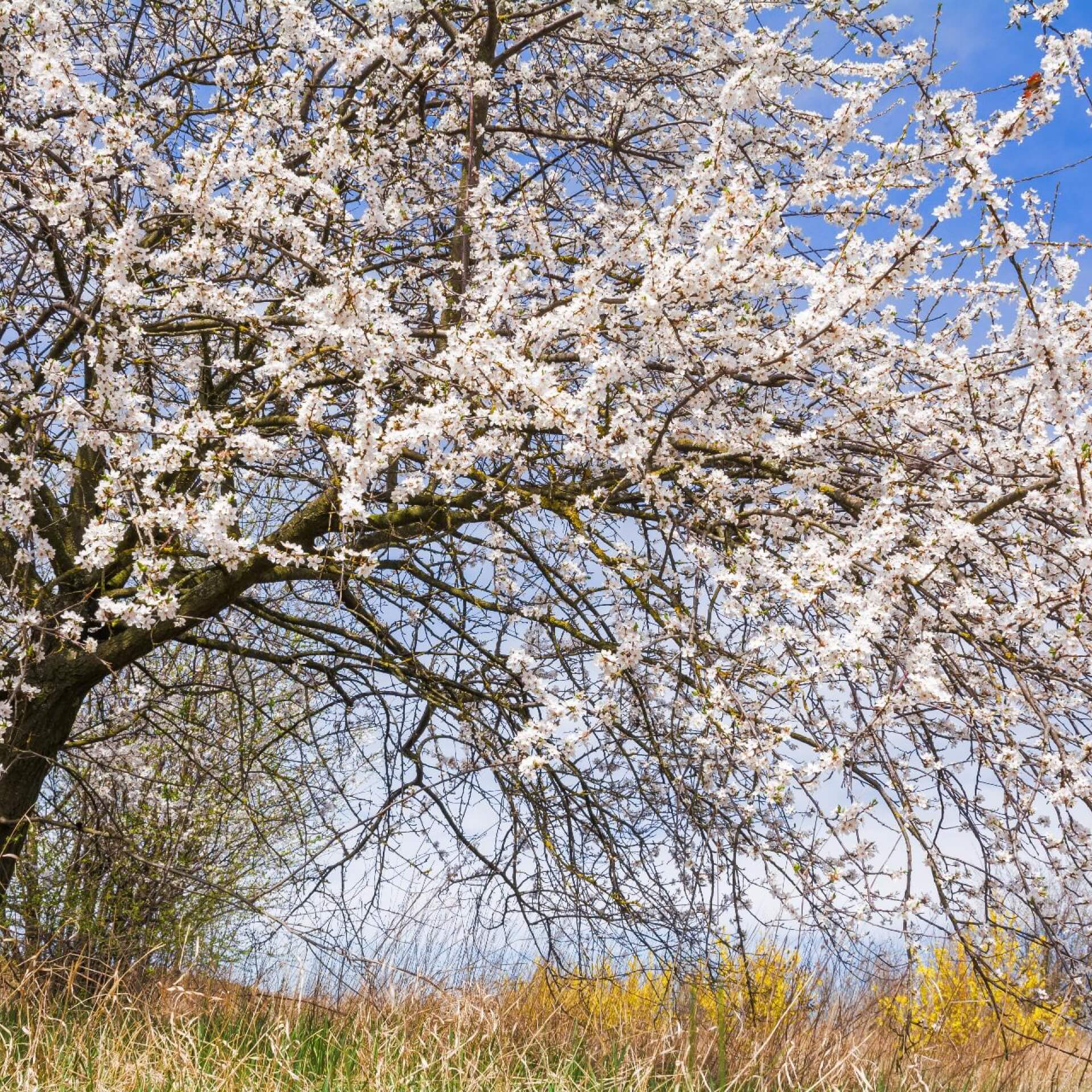 Wildpflaume (Prunus cerasifera)