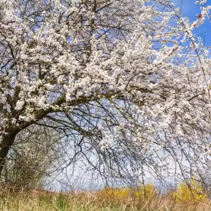 Foto von Wildpflaume (Prunus cerasifera)