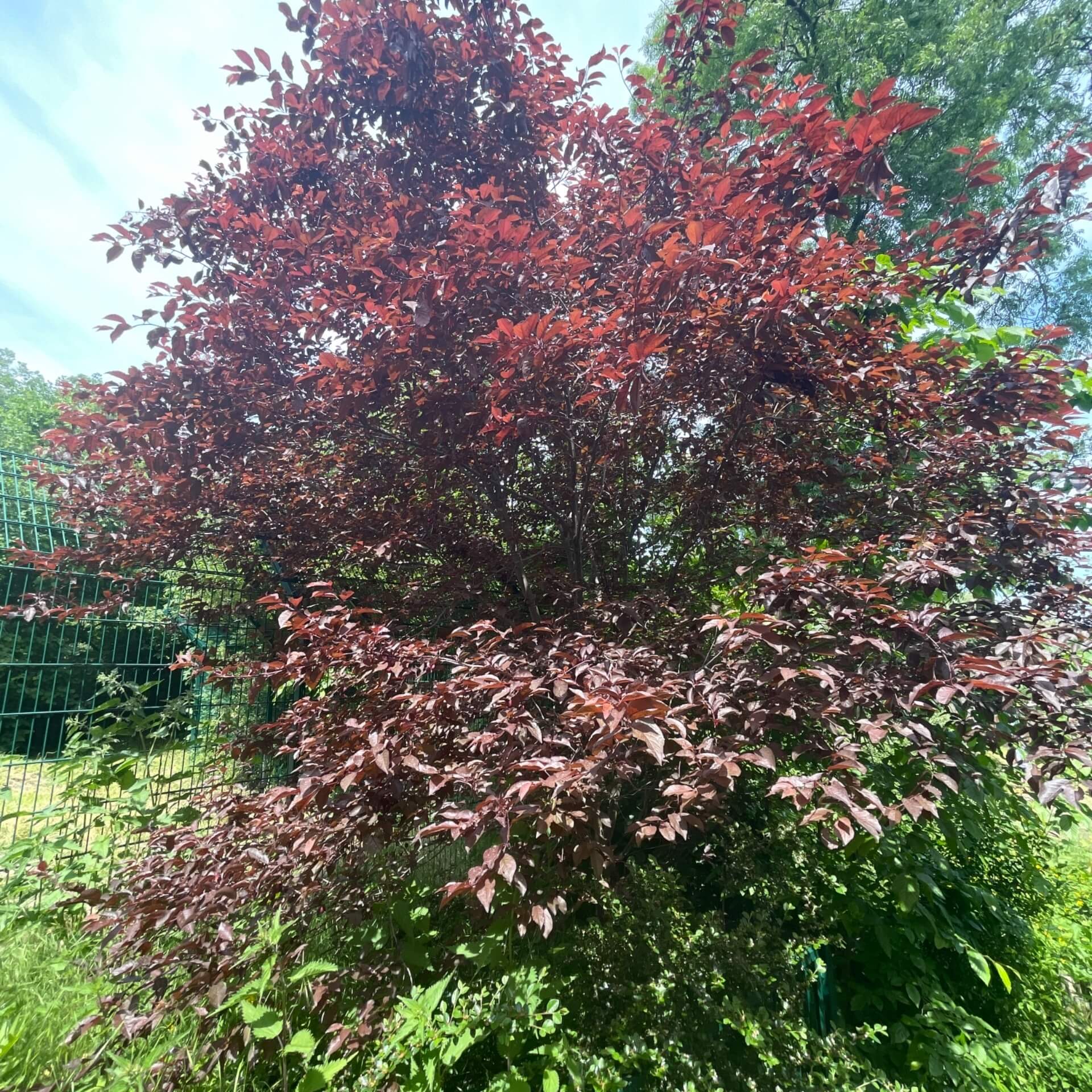 Blutpflaume 'Nigra' (Prunus cerasifera 'Nigra')