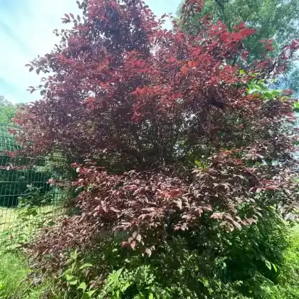 Foto von Blutpflaume 'Nigra' (Prunus cerasifera 'Nigra')