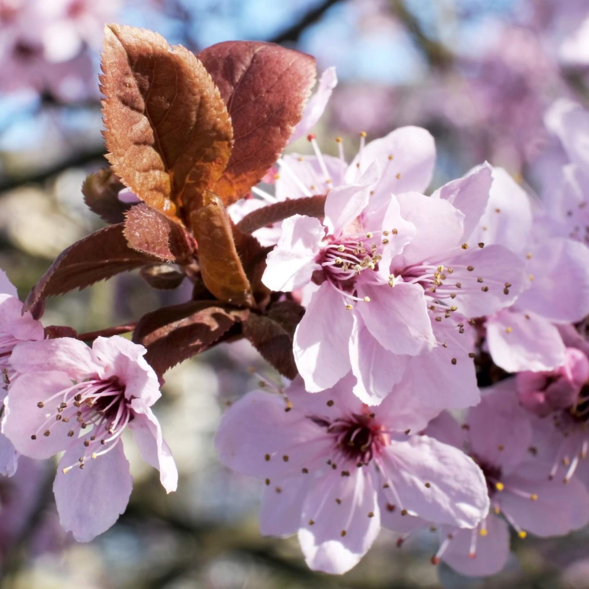 Pflaume  'Rosea' (Prunus cerasifera 'Rosea')