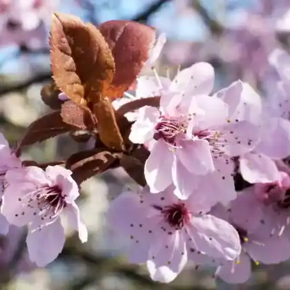 Foto von Pflaume  'Rosea' (Prunus cerasifera 'Rosea')