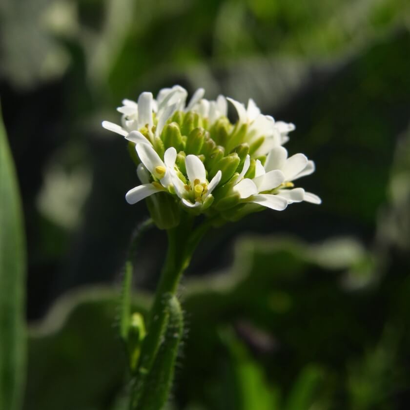 Behaarte Gänsekresse / Arabis hirsuta