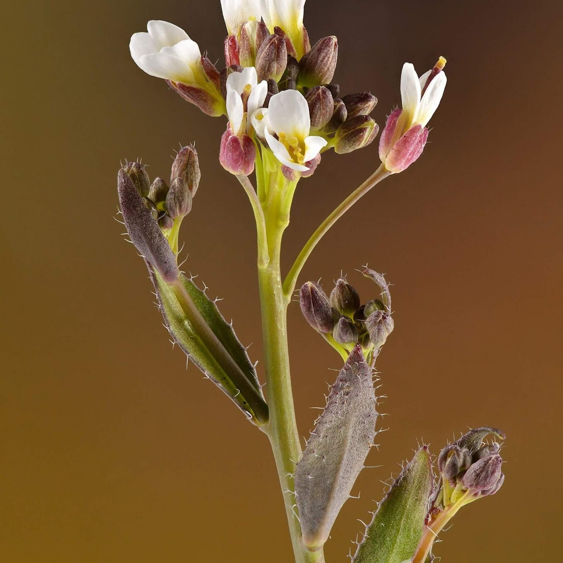 Behaarte Gänsekresse (Arabis hirsuta)