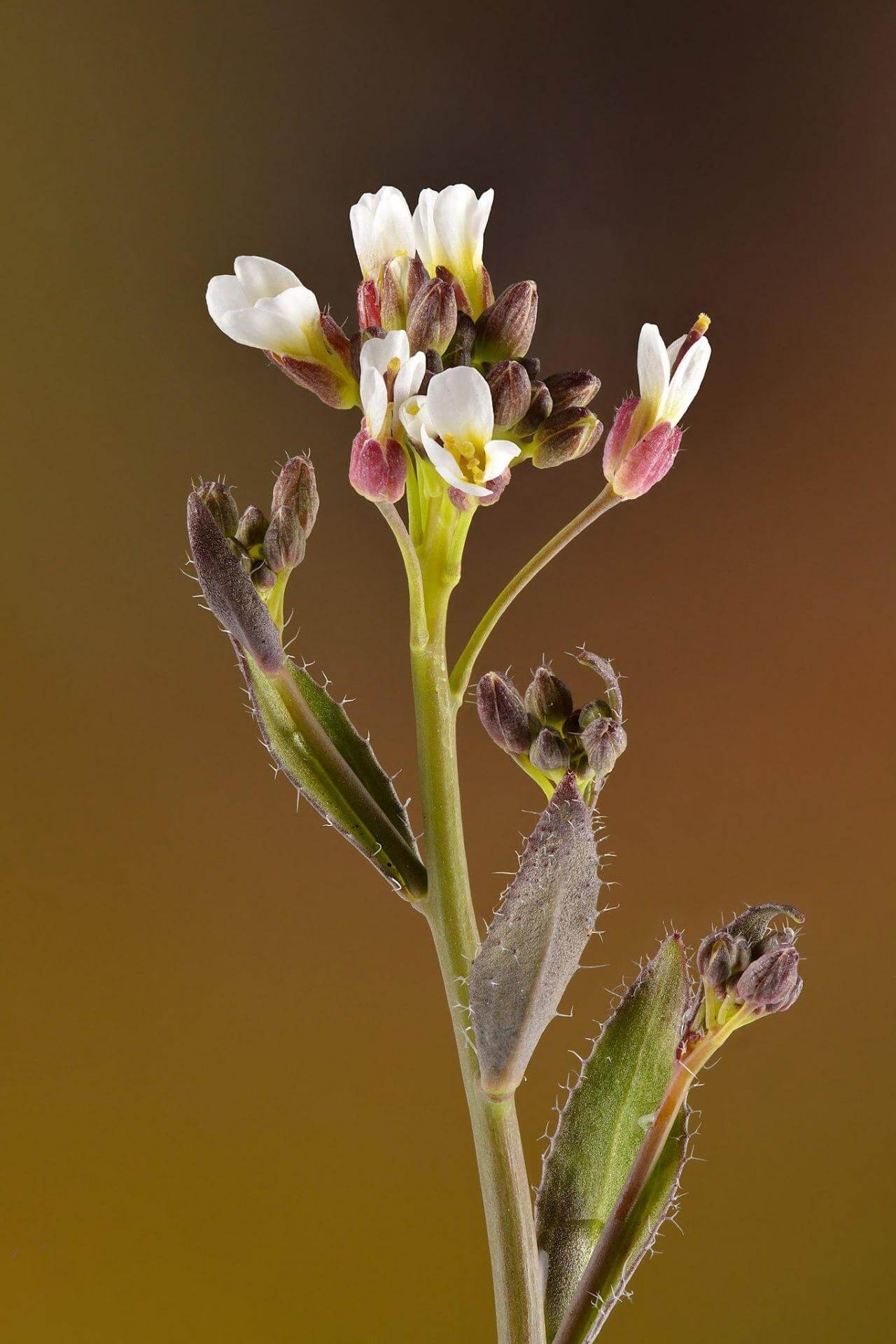 Behaarte Gänsekresse / Arabis hirsuta