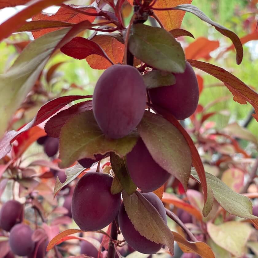 Großfrüchtige Blutpflaume \'Trailblazer\': Expertenwissen für den Garten | Obstbäume & Gemüsepflanzen