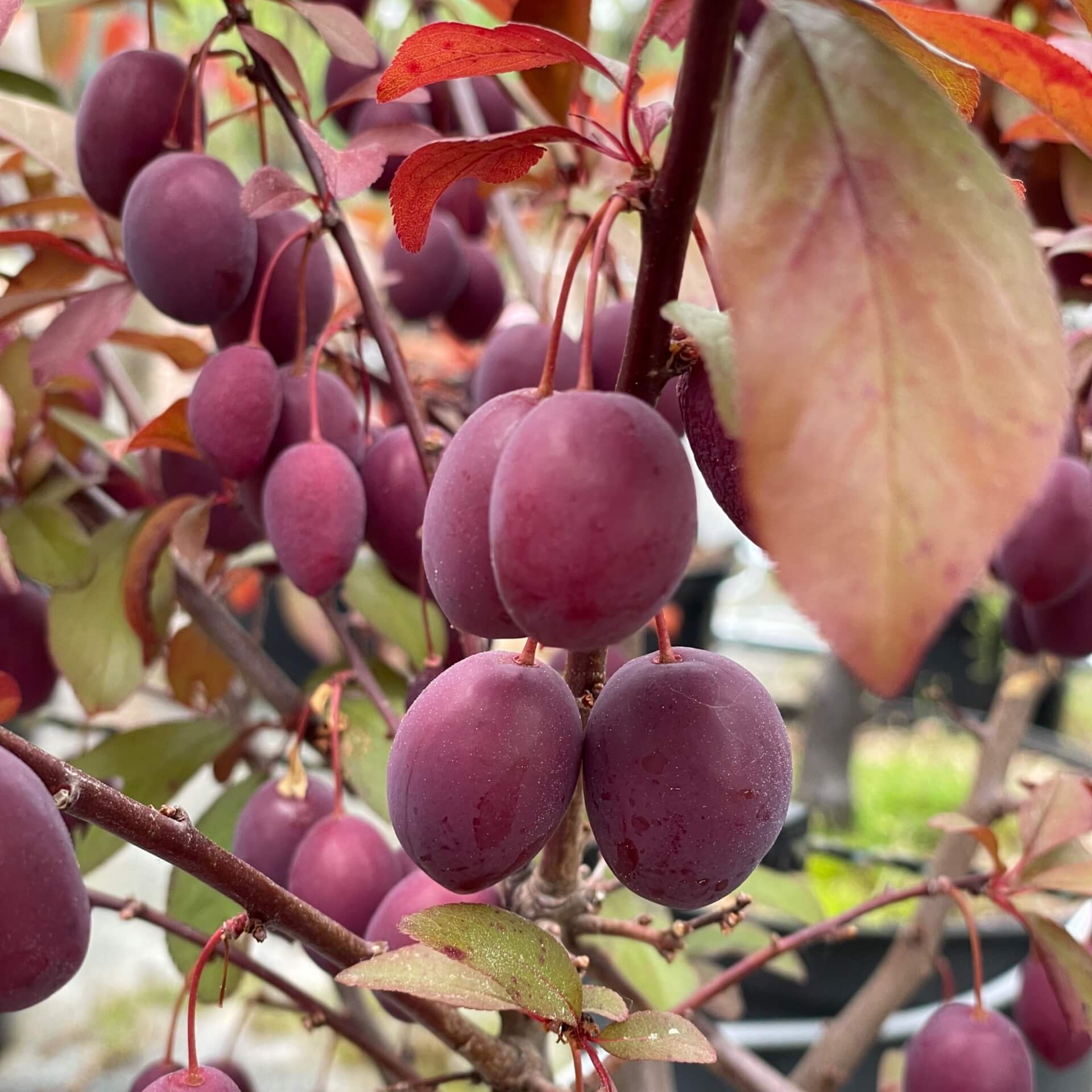 Großfrüchtige Blutpflaume 'Trailblazer' (Prunus cerasifera 'Trailblazer')