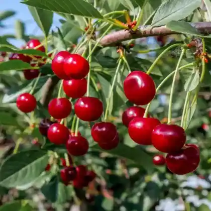 Foto von Sauerkirsche (Prunus cerasus)
