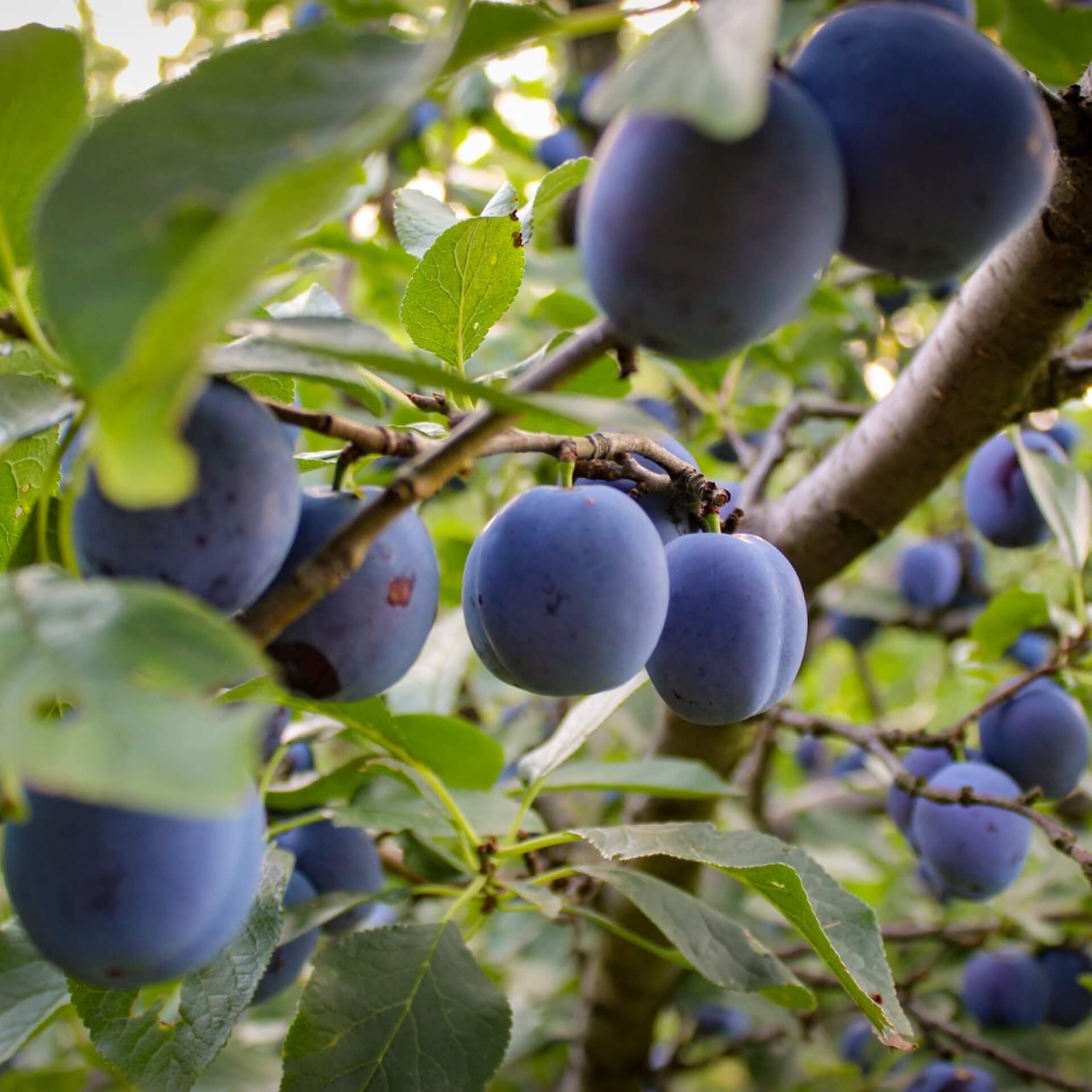 Pflaume (Prunus domestica)