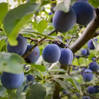 Foto von Pflaume (Prunus domestica)