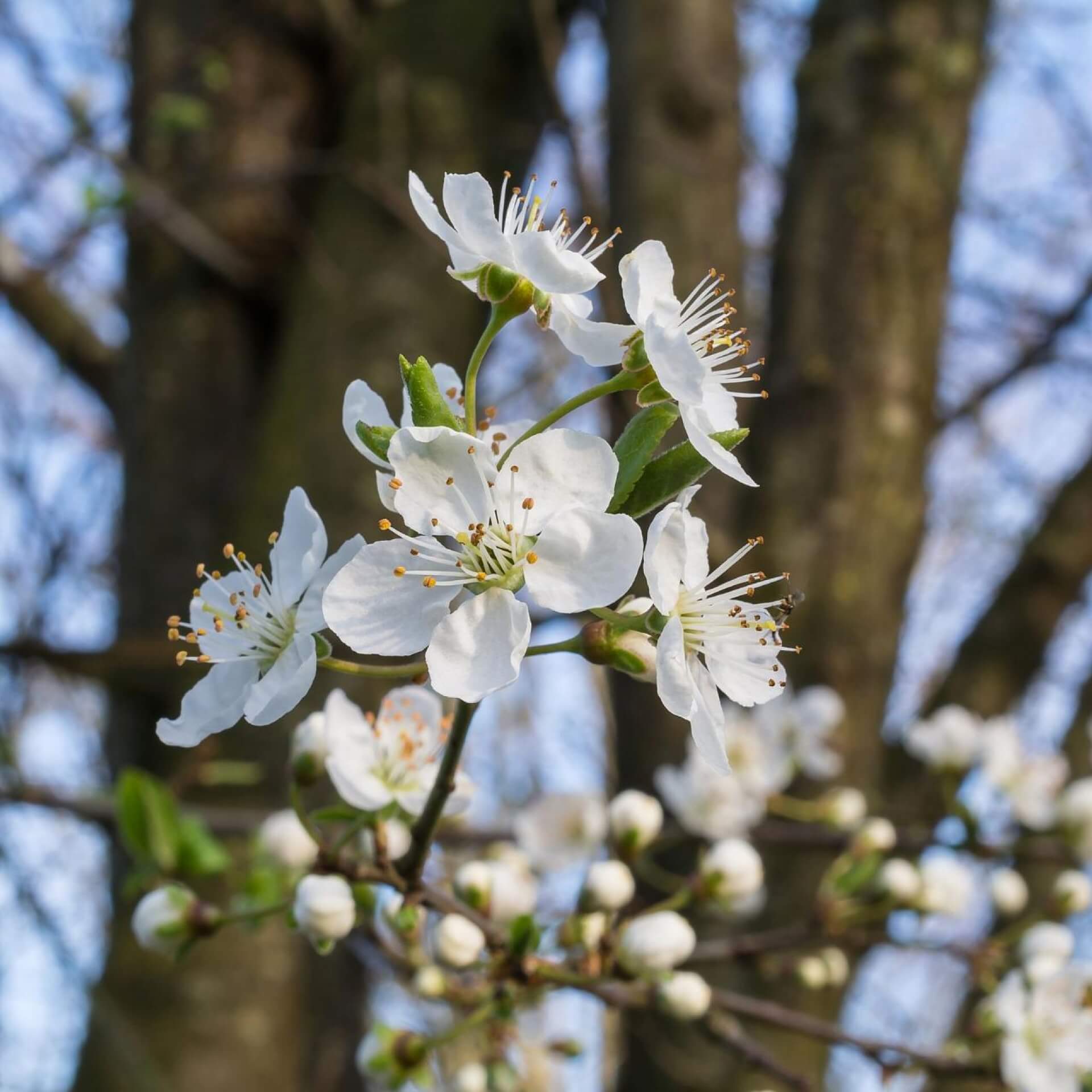 Hafer-Pflaume (Prunus domestica subsp. insititia)