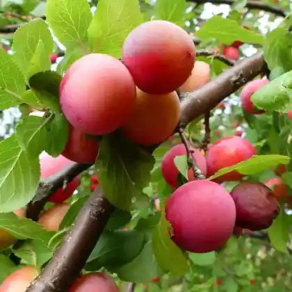 Foto von Halbzwetsche (Prunus domestica subsp. intermedia)