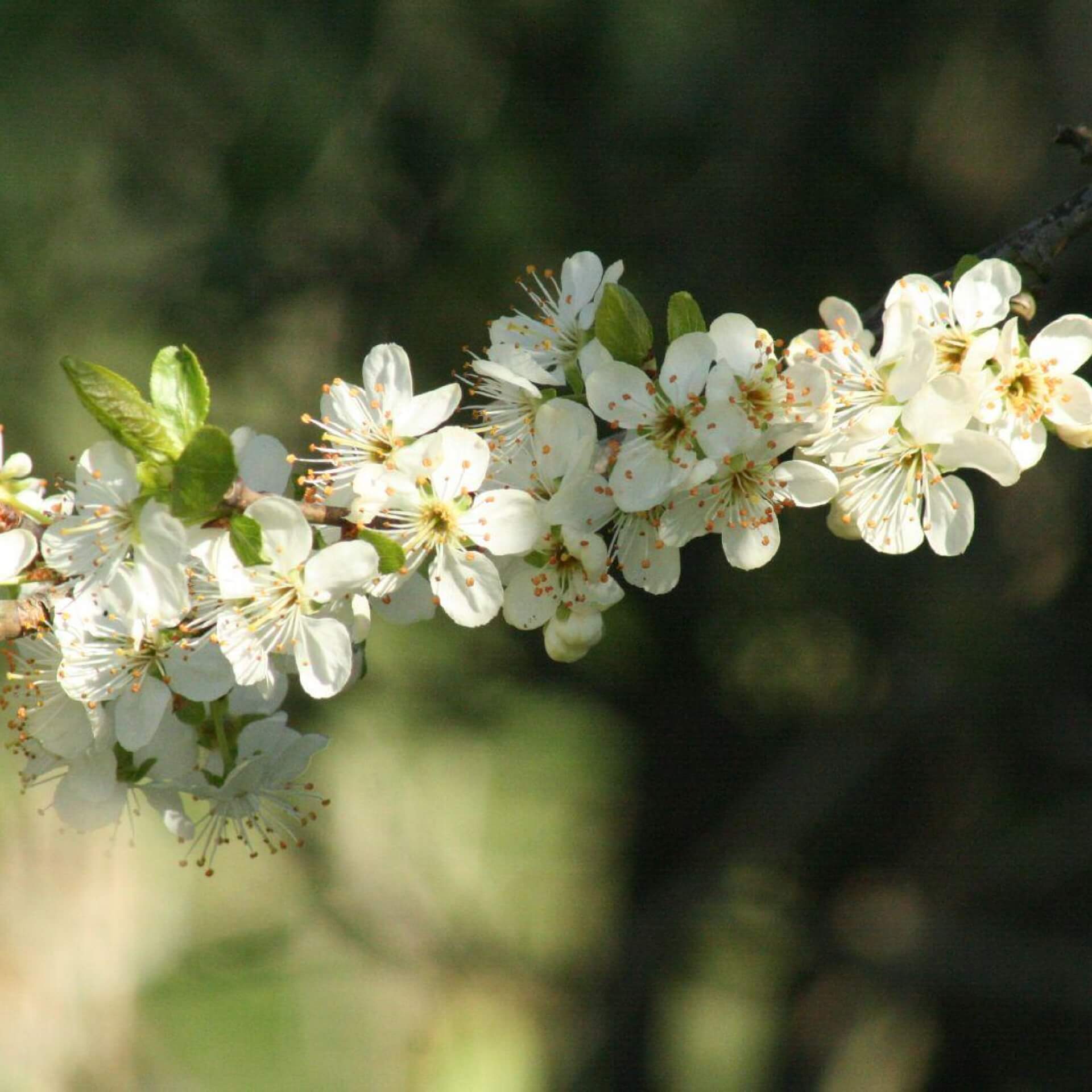 Edelpflaume (Prunus domestica subsp. italica)