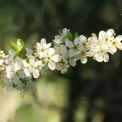 Foto von Edelpflaume (Prunus domestica subsp. italica)