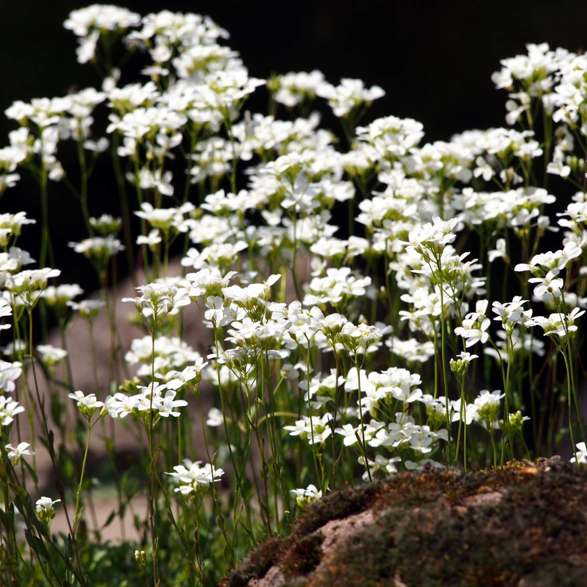 Karpaten-Schaumkresse (Arabis procurrens)