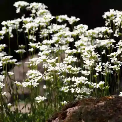 Foto von Karpaten-Schaumkresse (Arabis procurrens)