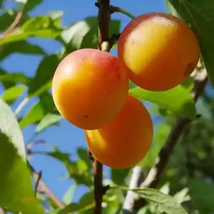 Foto von Mirabelle (Prunus domestica subsp. syriaca)
