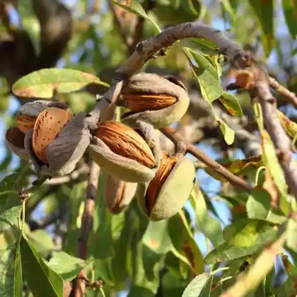 Foto von Mandelbaum (Prunus dulcis)