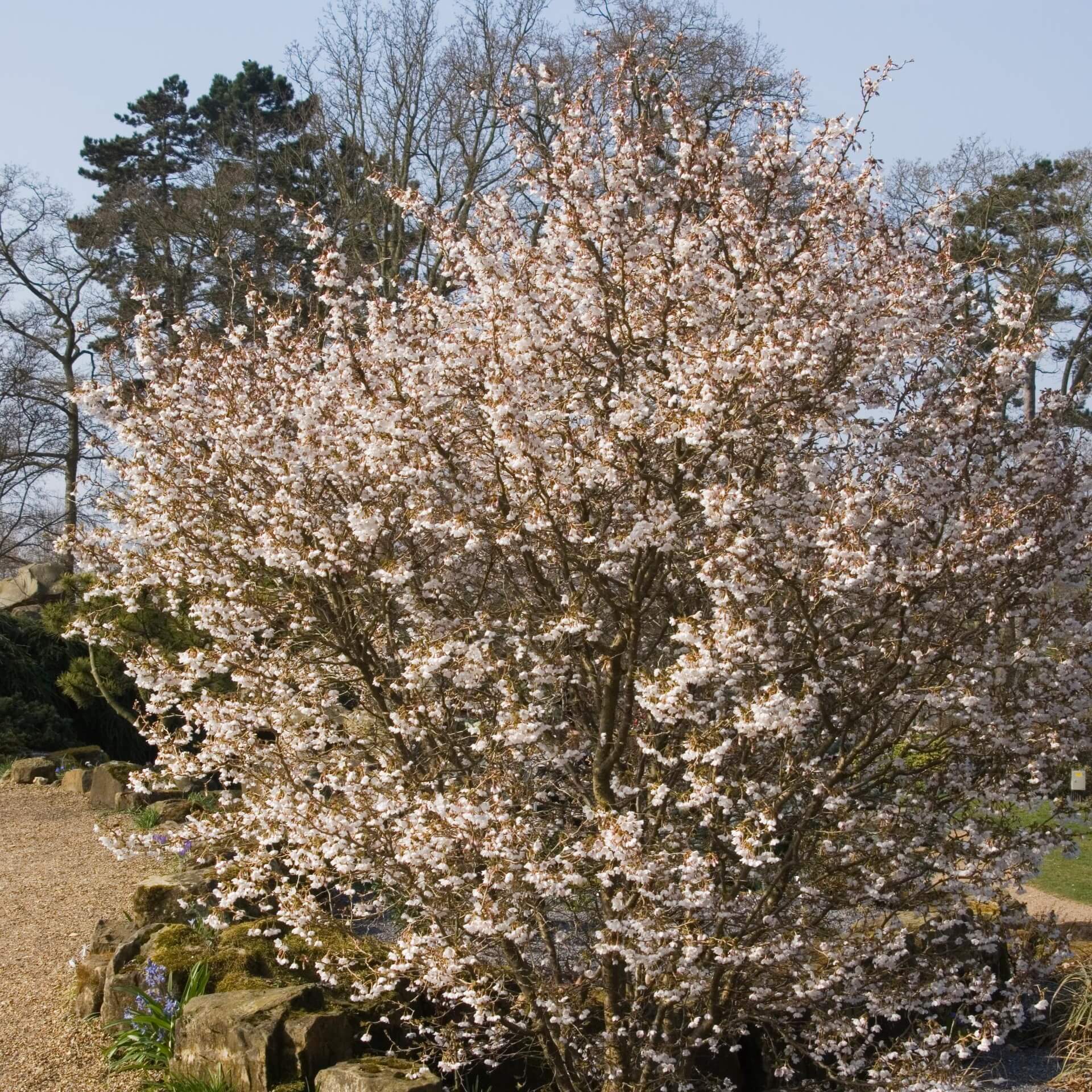 Fuji-Kirsche (Prunus incisa)