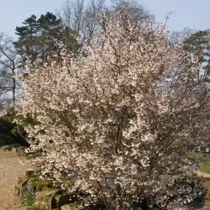 Foto von Fuji-Kirsche (Prunus incisa)