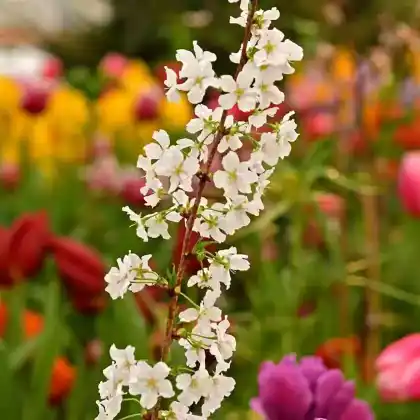 Foto von Kurilenkirsche 'Brilliant' (Prunus kurilensis 'Brilliant')