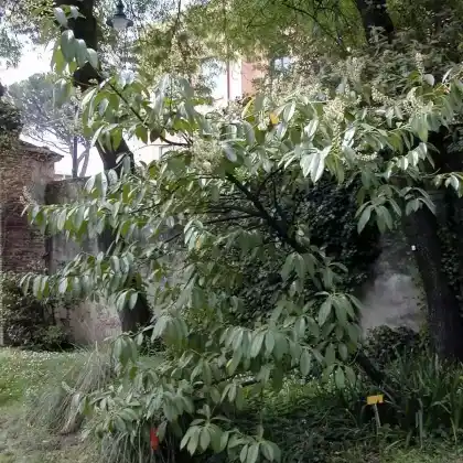 Foto von Lorbeerkirsche (Prunus laurocerasus)