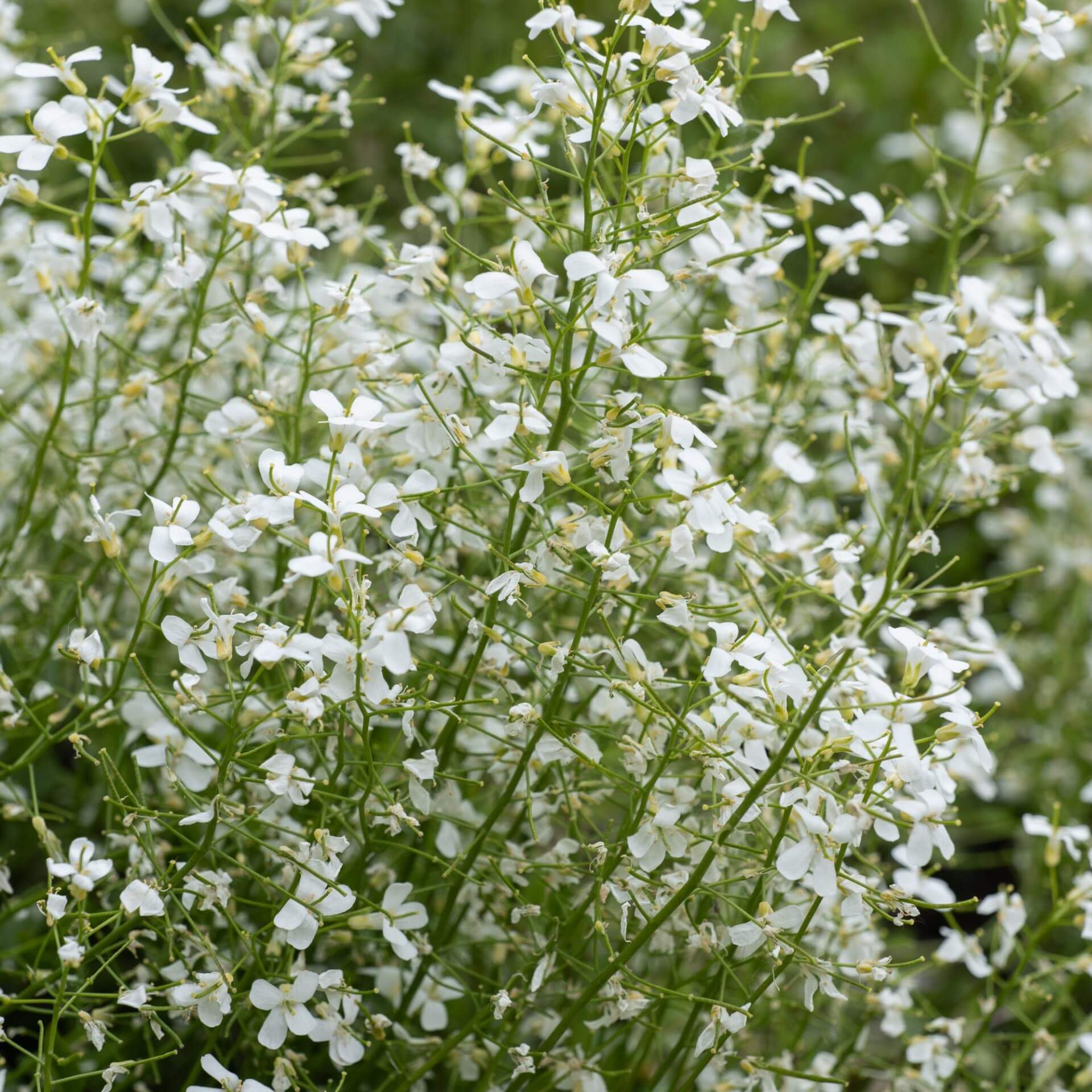 Karpaten-Schaumkresse 'Glacier' (Arabis procurrens 'Glacier')