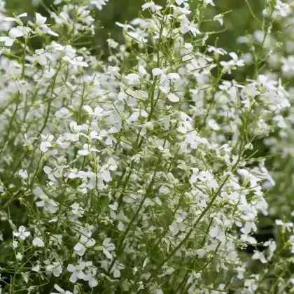 Foto von Karpaten-Schaumkresse 'Glacier' (Arabis procurrens 'Glacier')