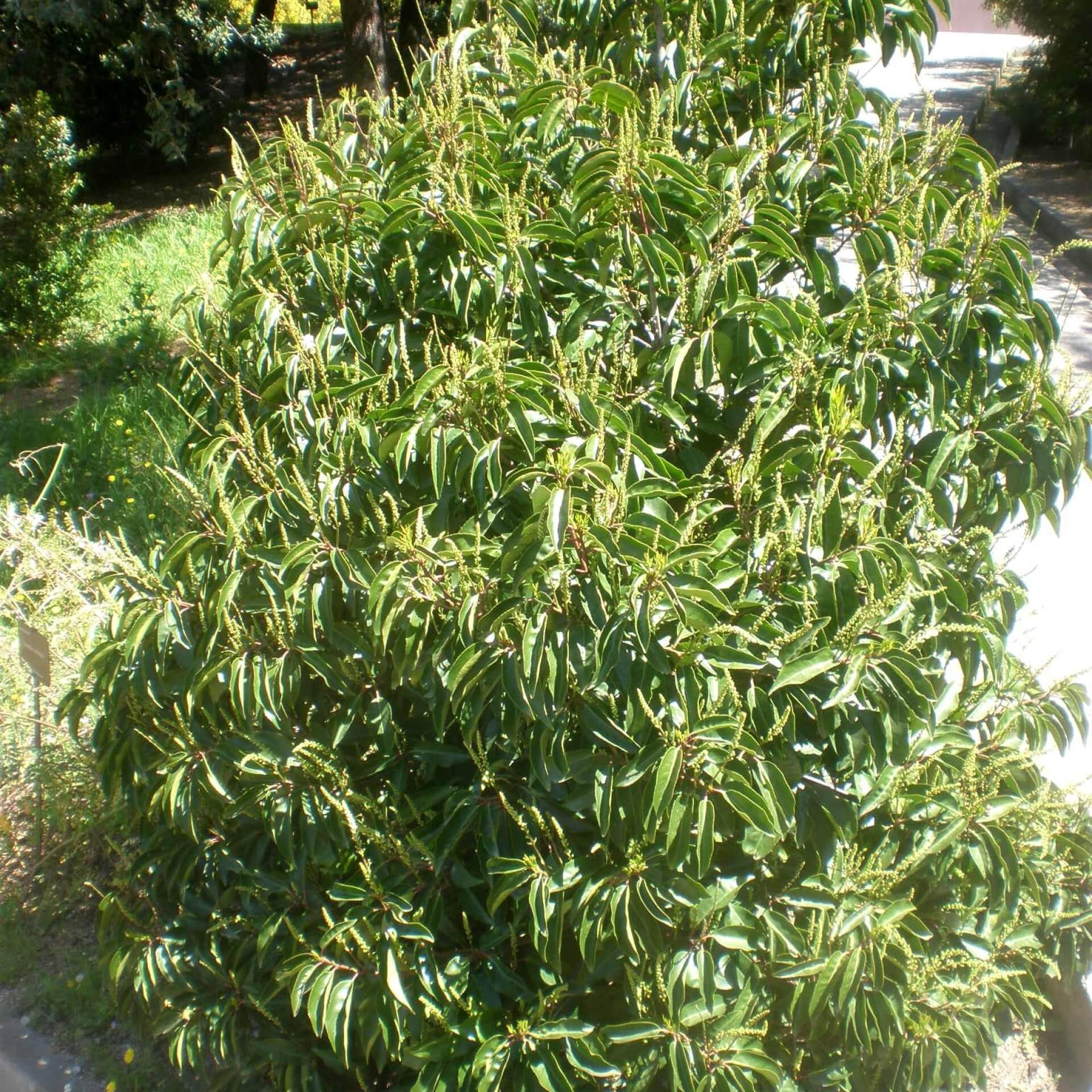 Portugiesische Lorbeer-Kirsche (Prunus lusitanica)