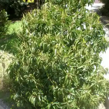 Foto von Portugiesische Lorbeer-Kirsche (Prunus lusitanica)