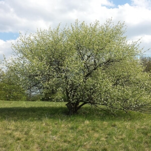 Prunus mahaleb