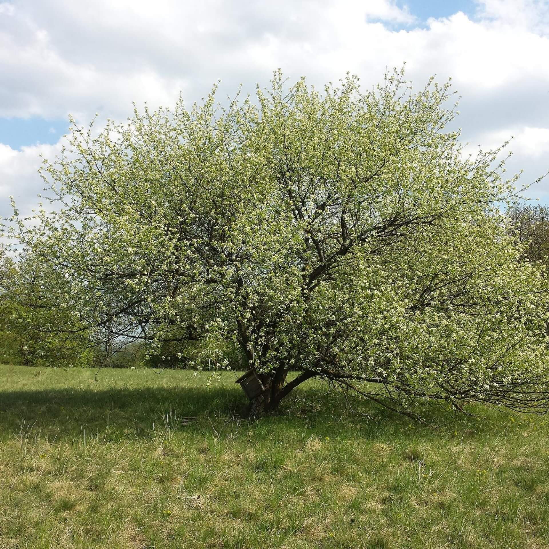 Steinweichsel (Prunus mahaleb)