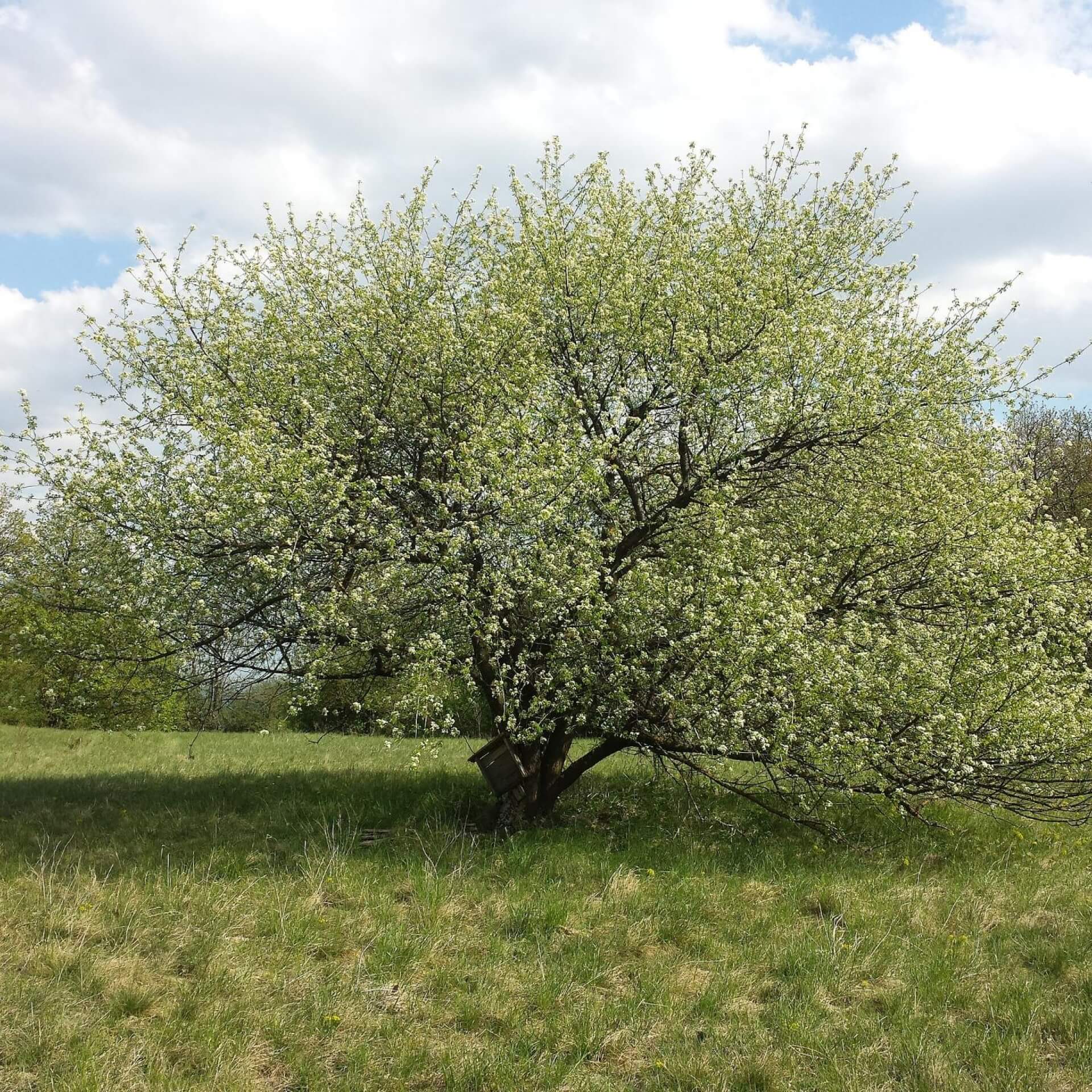 Steinweichsel (Prunus mahaleb)