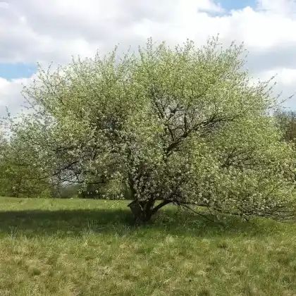 Foto von Steinweichsel (Prunus mahaleb)
