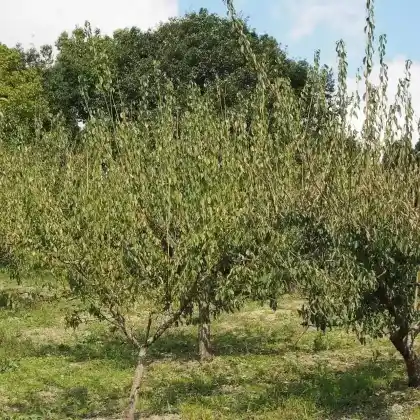 Foto von Japanische Aprikose (Prunus mume)