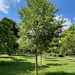 Prunus padus