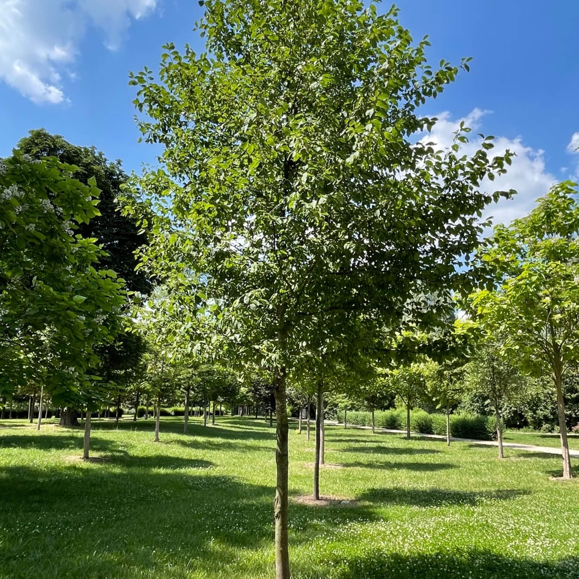 Gemeine Traubenkirsche (Prunus padus)