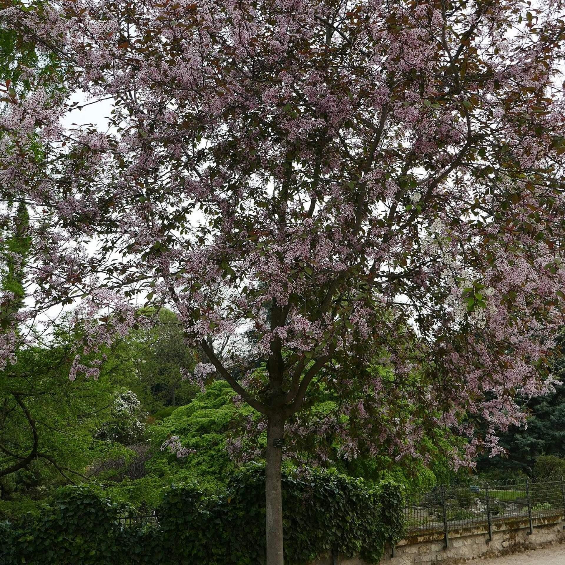 Traubenkirsche 'Colorata' (Prunus padus 'Colorata')