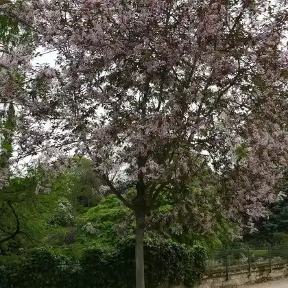 Foto von Traubenkirsche 'Colorata' (Prunus padus 'Colorata')