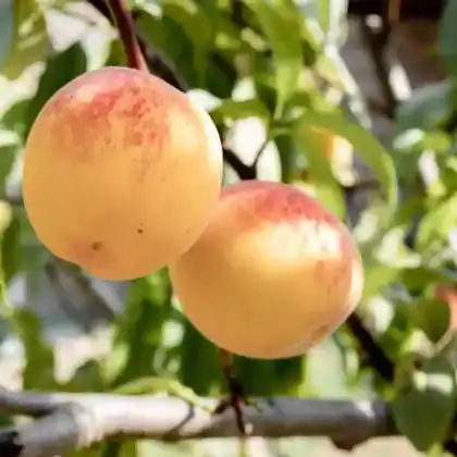 Foto von Pfirsich (Prunus persica)