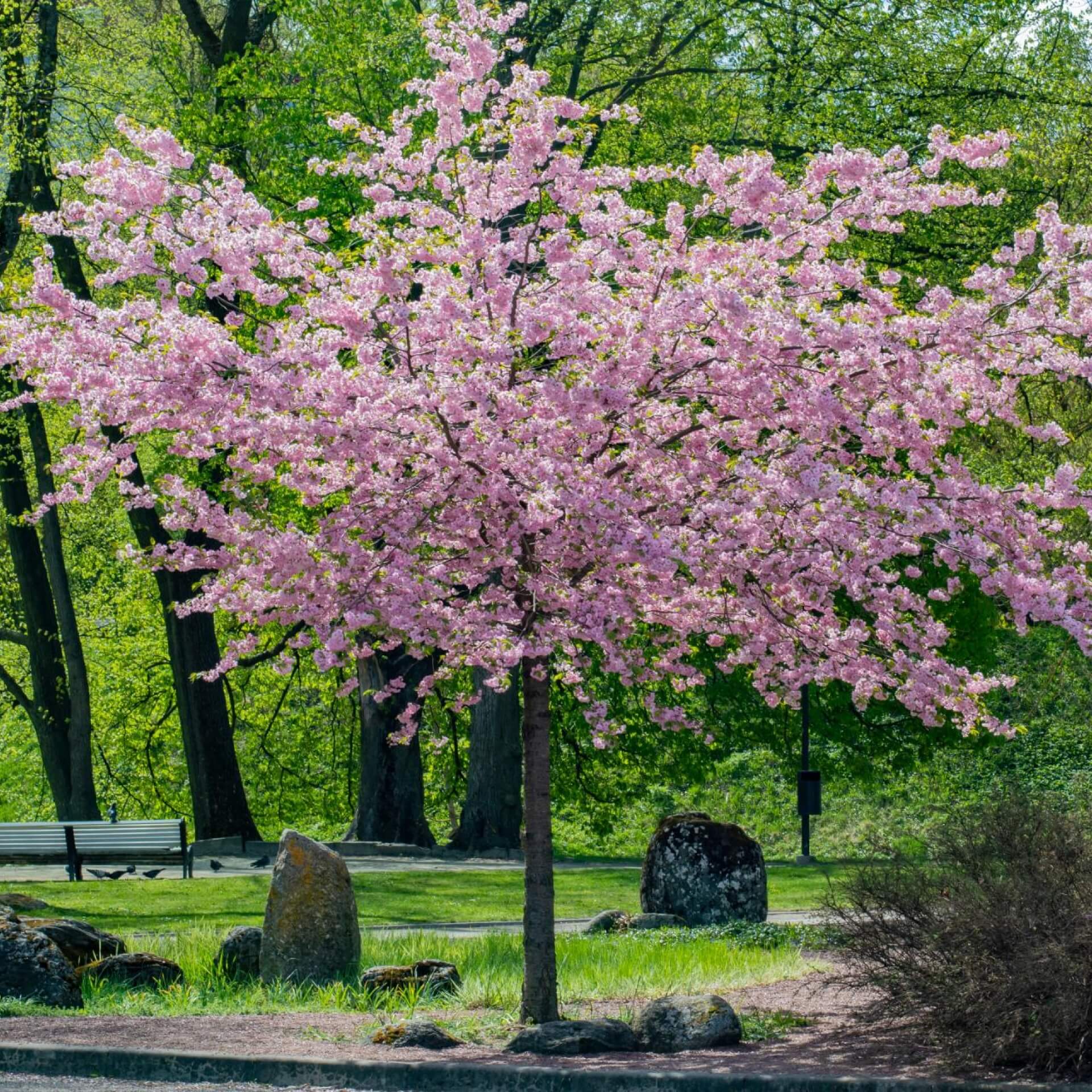 Berg-Kirsche (Prunus sargentii)