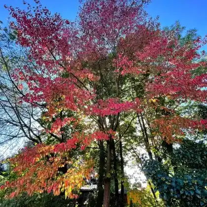 Foto von Scharlach-Kirsche 'Veredlung' (Prunus sargentii 'Veredlung')
